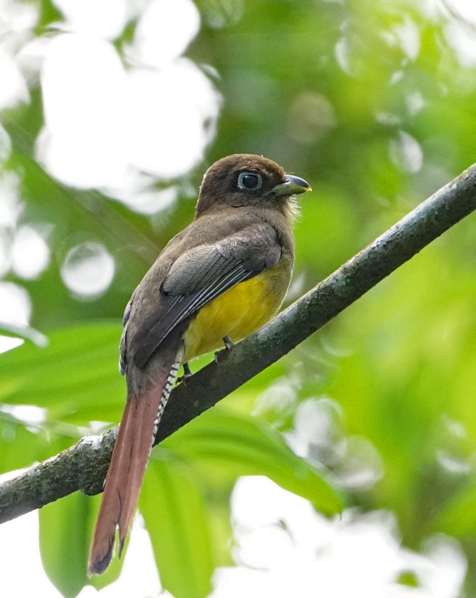 Northern Black-throated Trogon - ML637879570