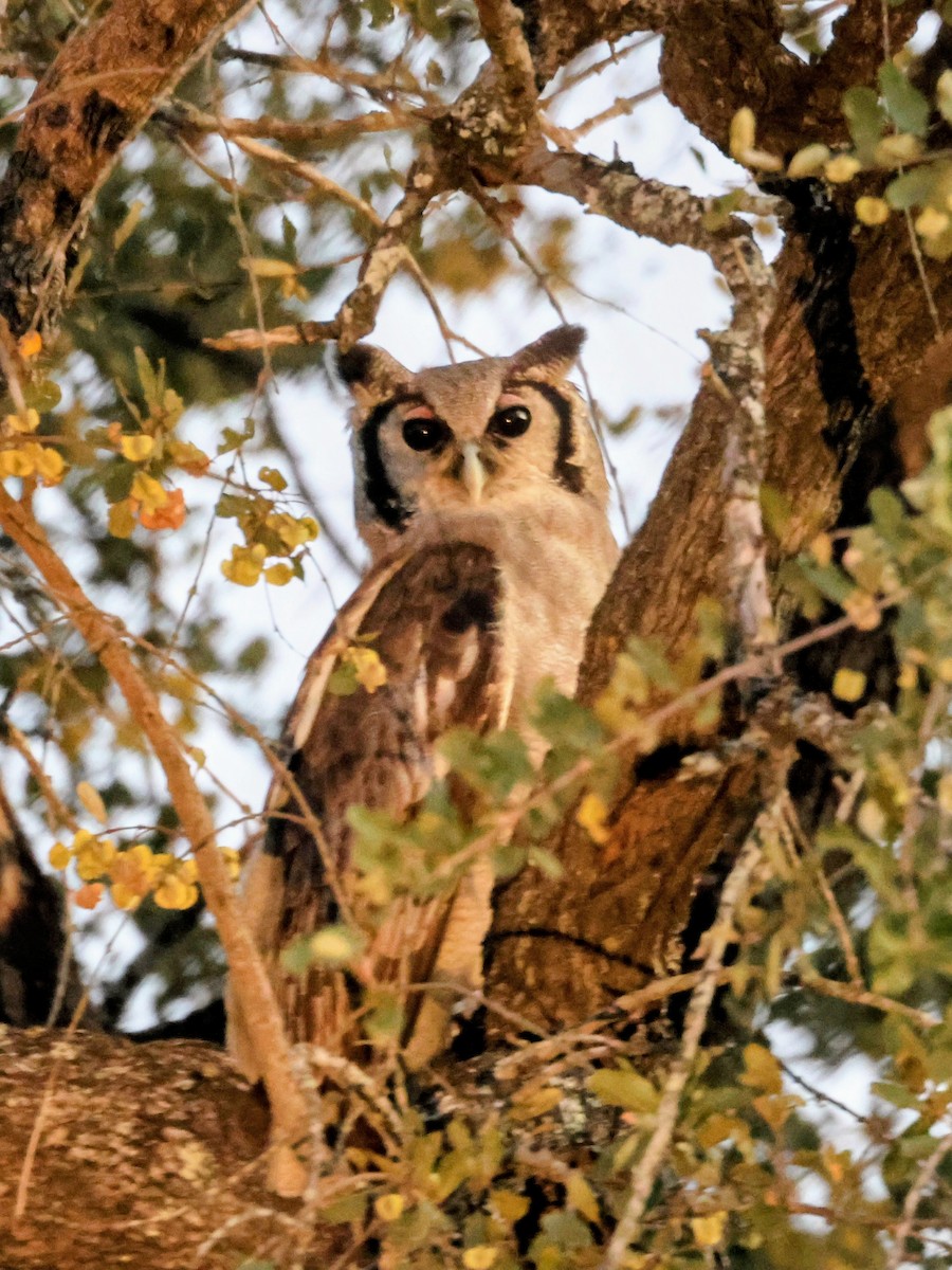 Verreaux's Eagle-Owl - ML637879597