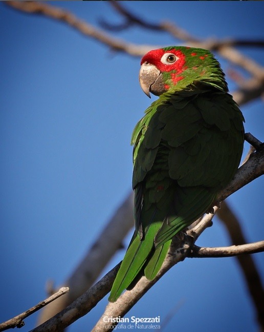 Mitred Parakeet - ML637879660