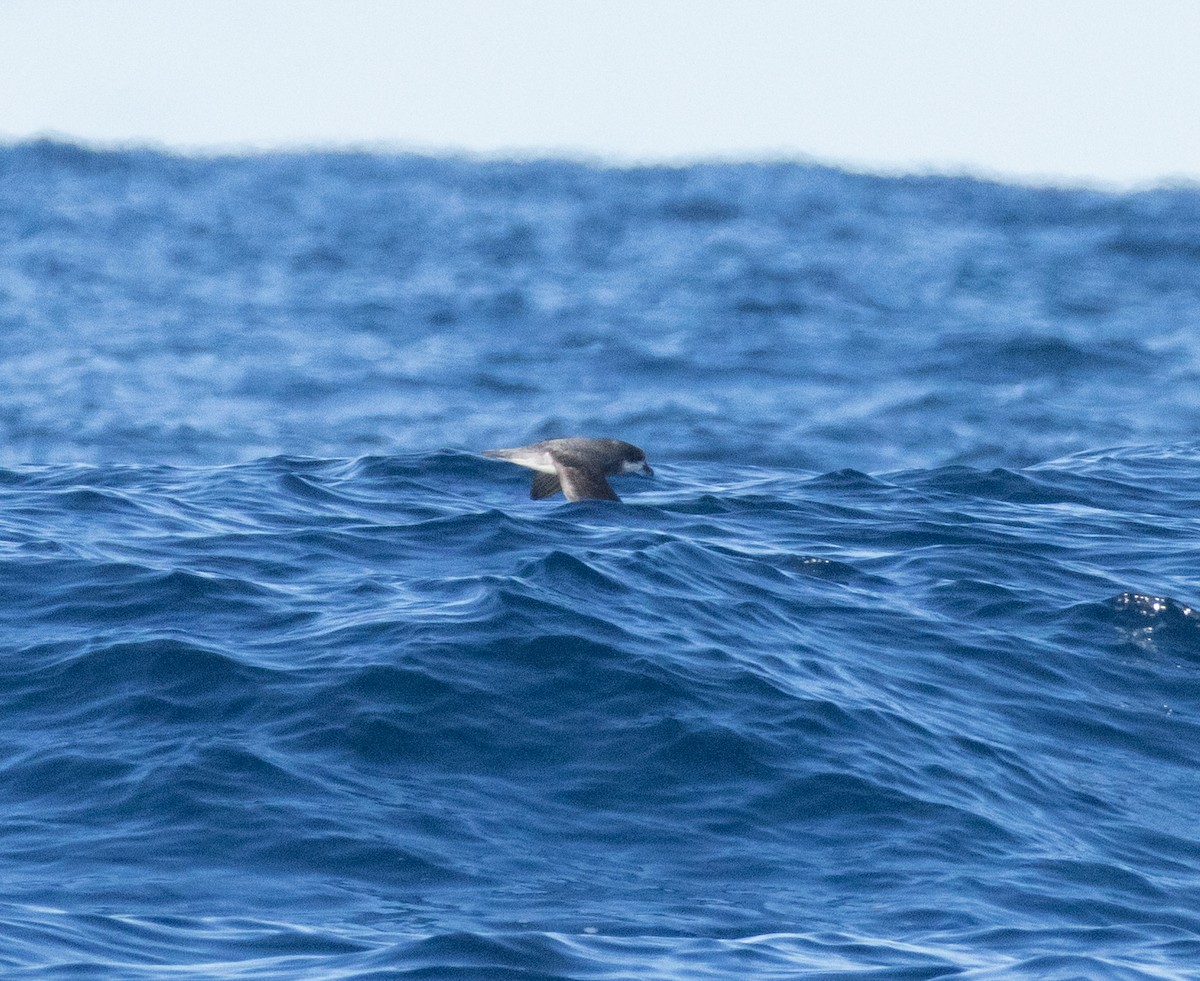 Soft-plumaged Petrel - ML637879710