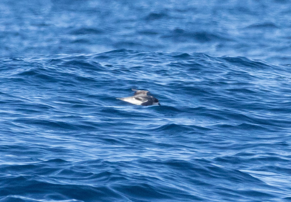 Soft-plumaged Petrel - ML637879711