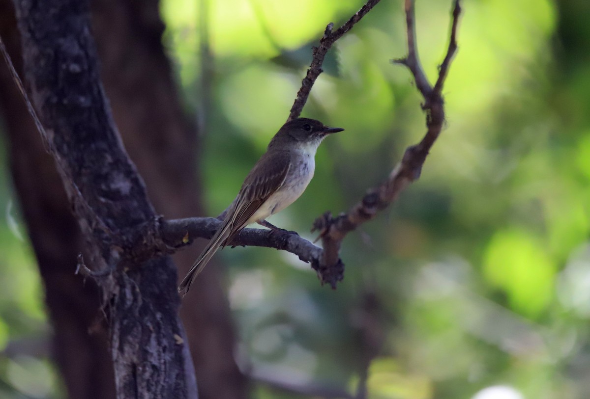 Black/Eastern Phoebe - ML637879789
