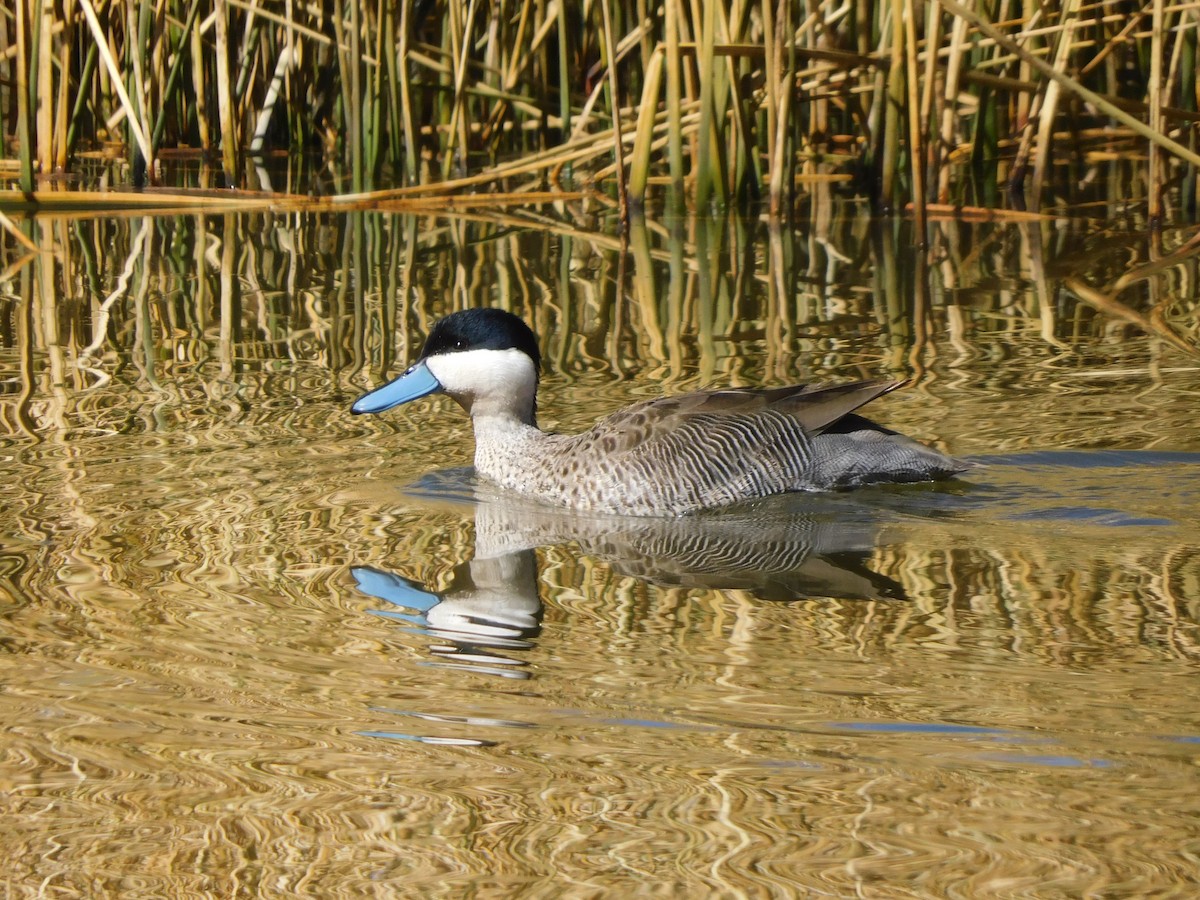 Puna Teal - ML637879819