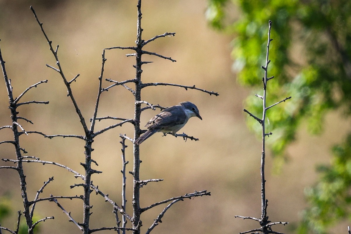 Eastern Orphean Warbler - ML637879826