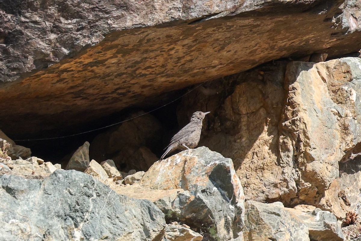 Blue Rock-Thrush - ML637879830