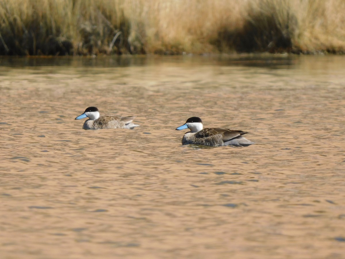 Puna Teal - ML637879831