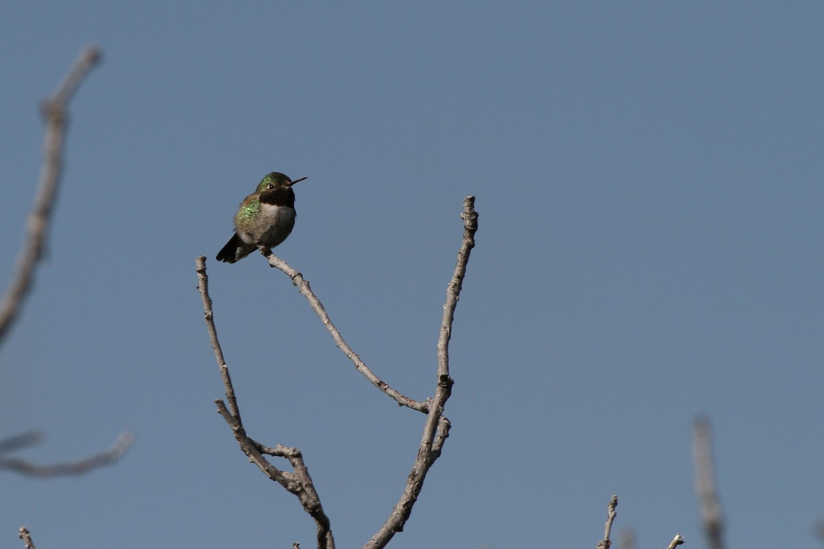 Broad-tailed Hummingbird - ML637879855