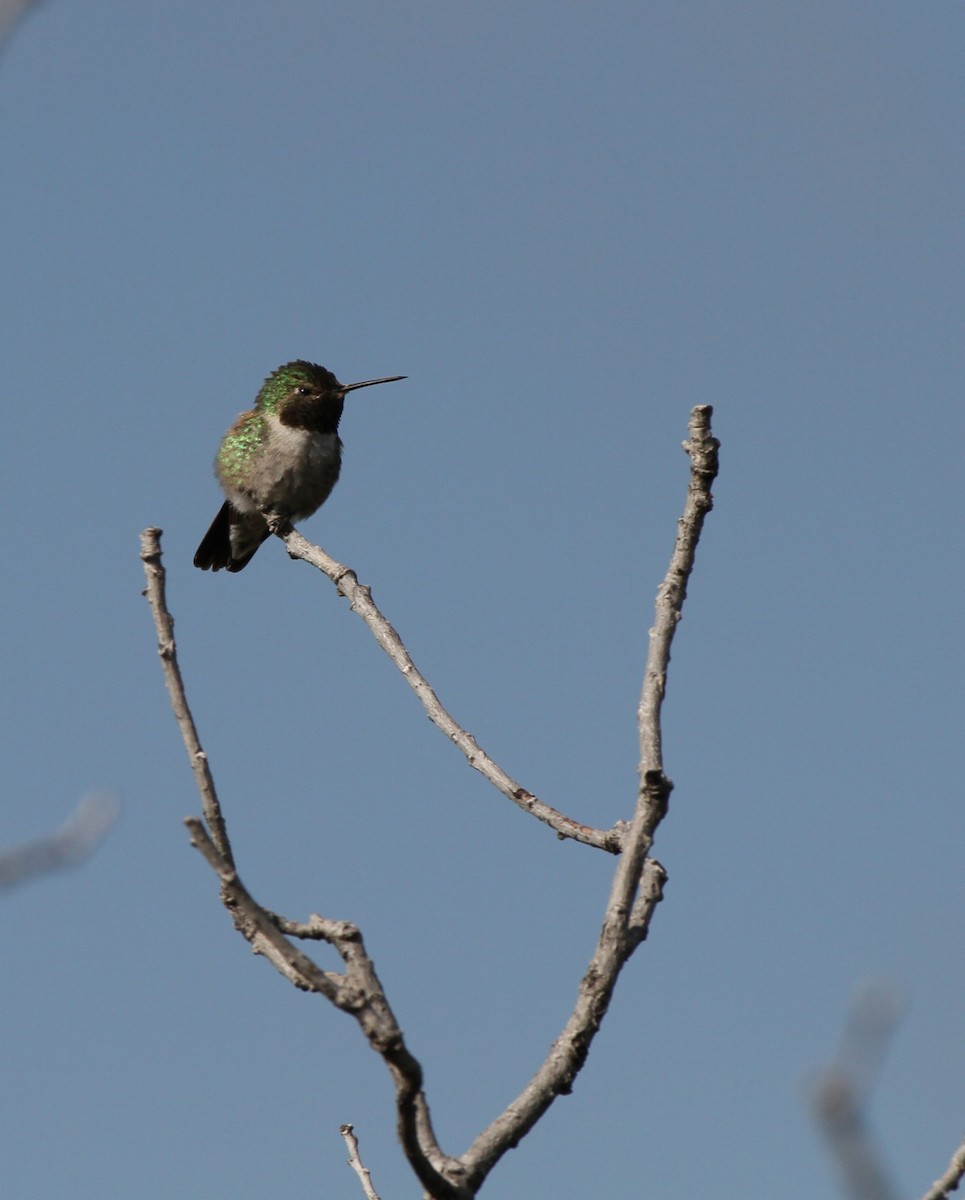 Broad-tailed Hummingbird - ML637879856