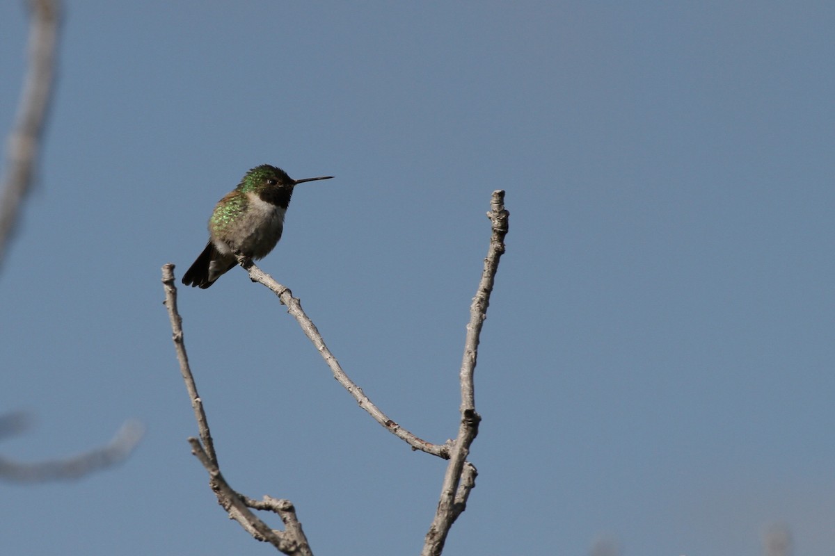Broad-tailed Hummingbird - ML637879857