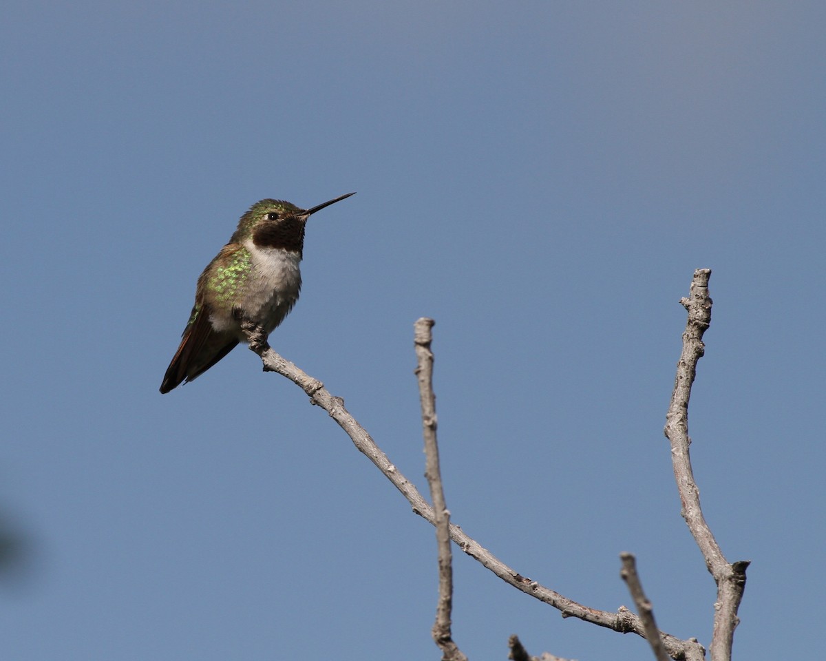 Broad-tailed Hummingbird - ML637879858