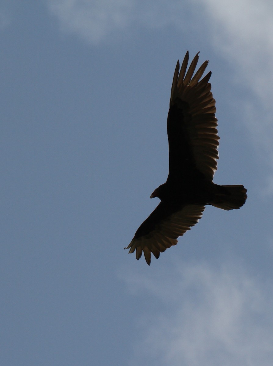 Turkey Vulture - ML637879866