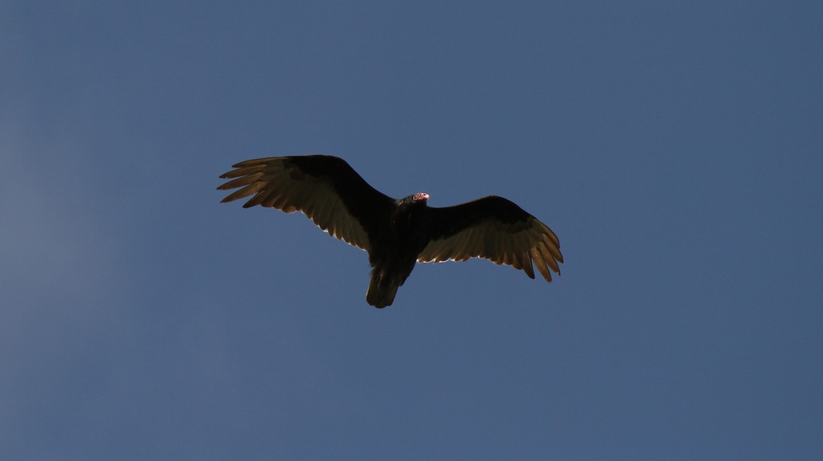 Turkey Vulture - ML637879868