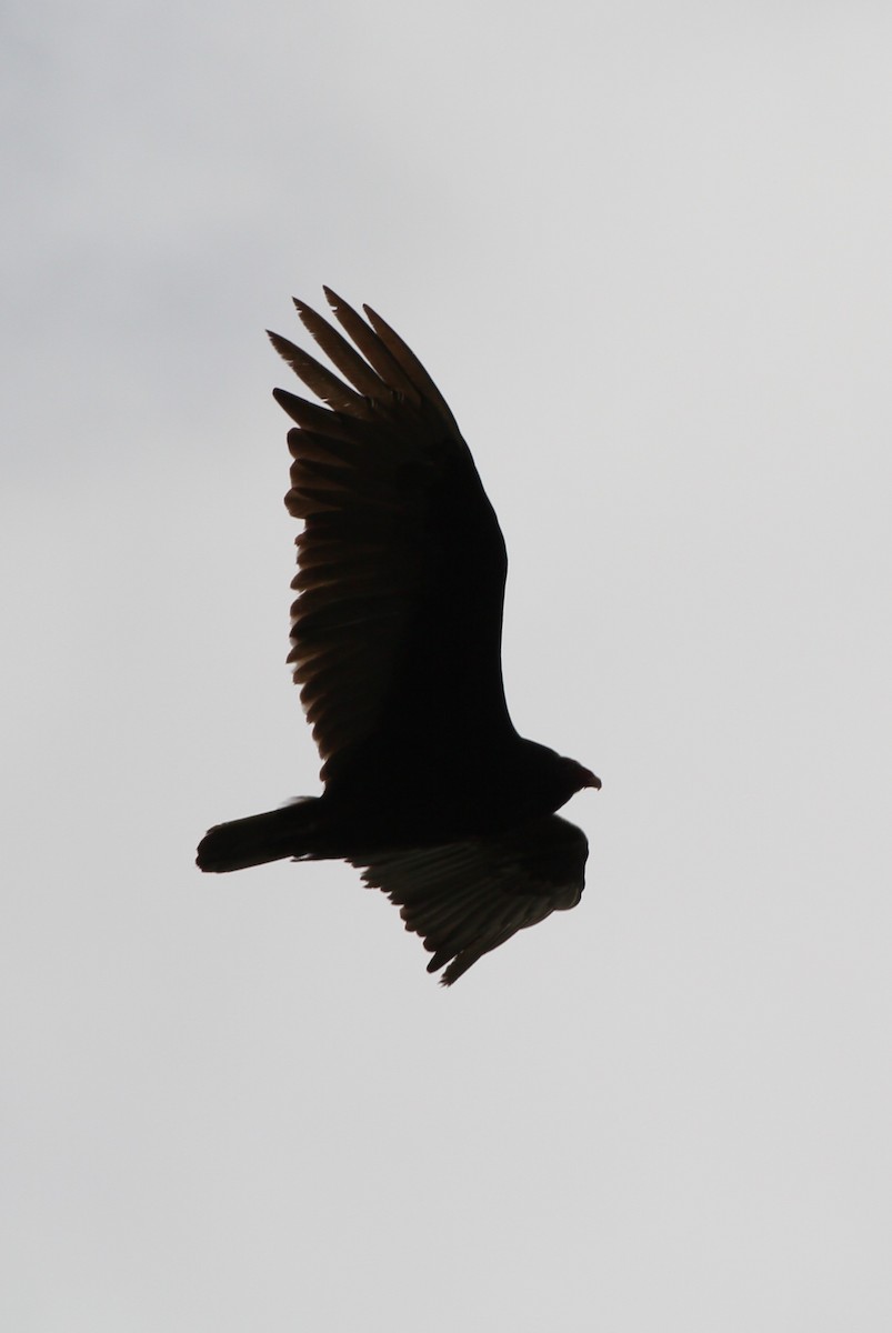 Turkey Vulture - ML637879869