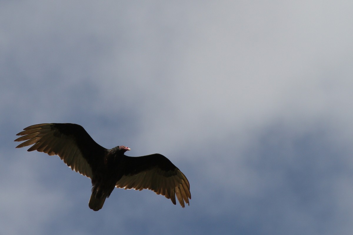 Turkey Vulture - ML637879870