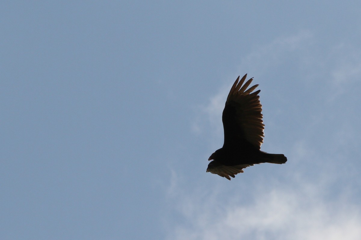 Turkey Vulture - ML637879871