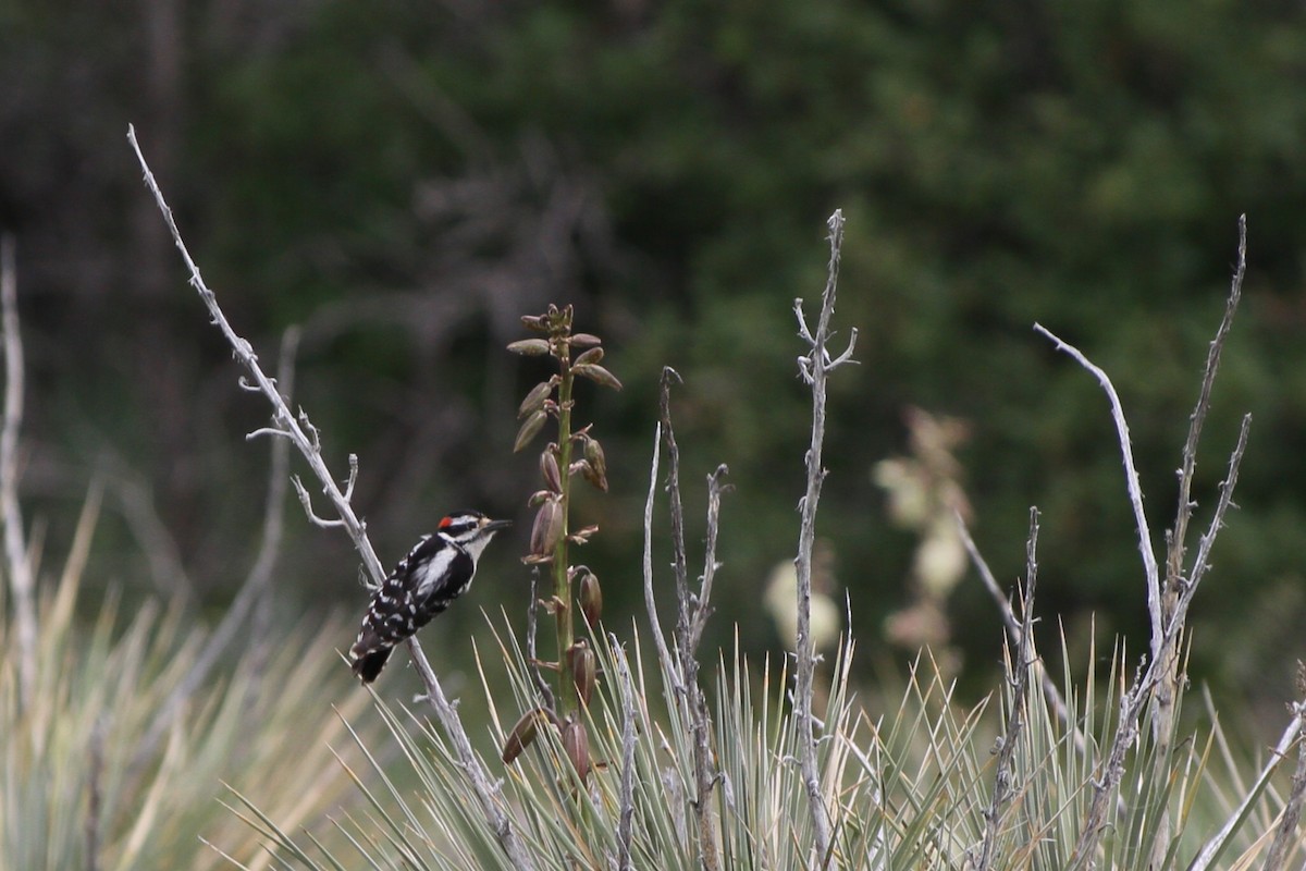 Downy Woodpecker - ML637879872