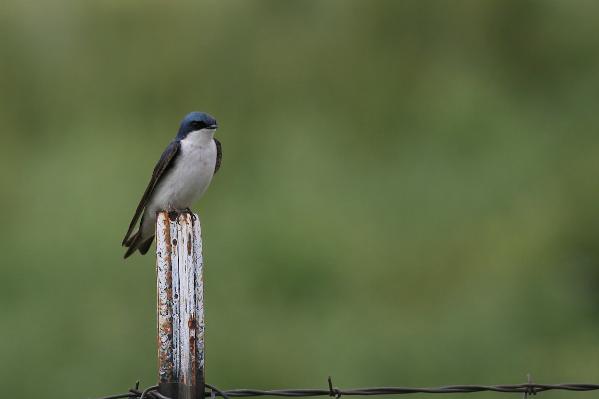 Tree Swallow - ML637879887