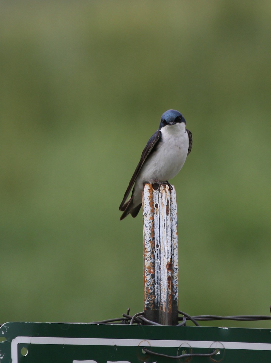 Tree Swallow - ML637879888