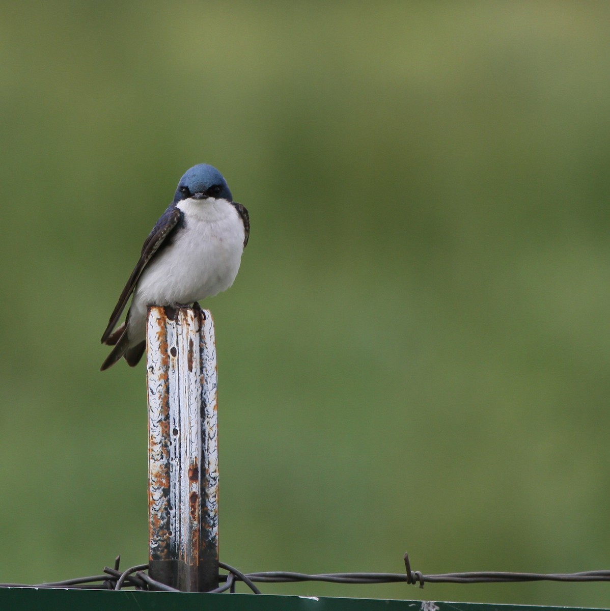 Tree Swallow - ML637879889