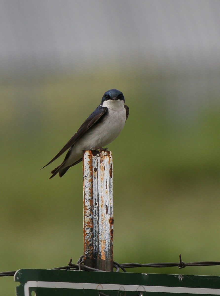 Tree Swallow - ML637879890