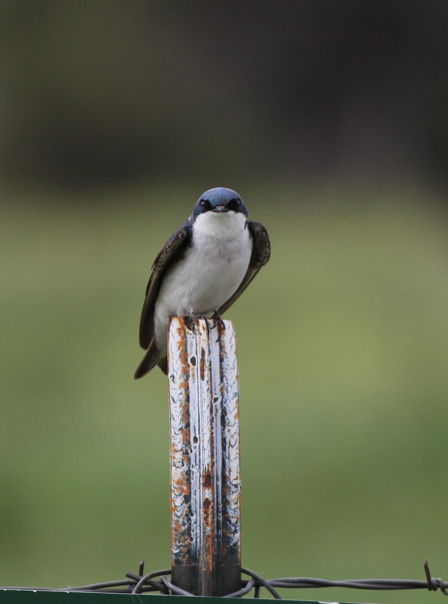 Tree Swallow - ML637879891
