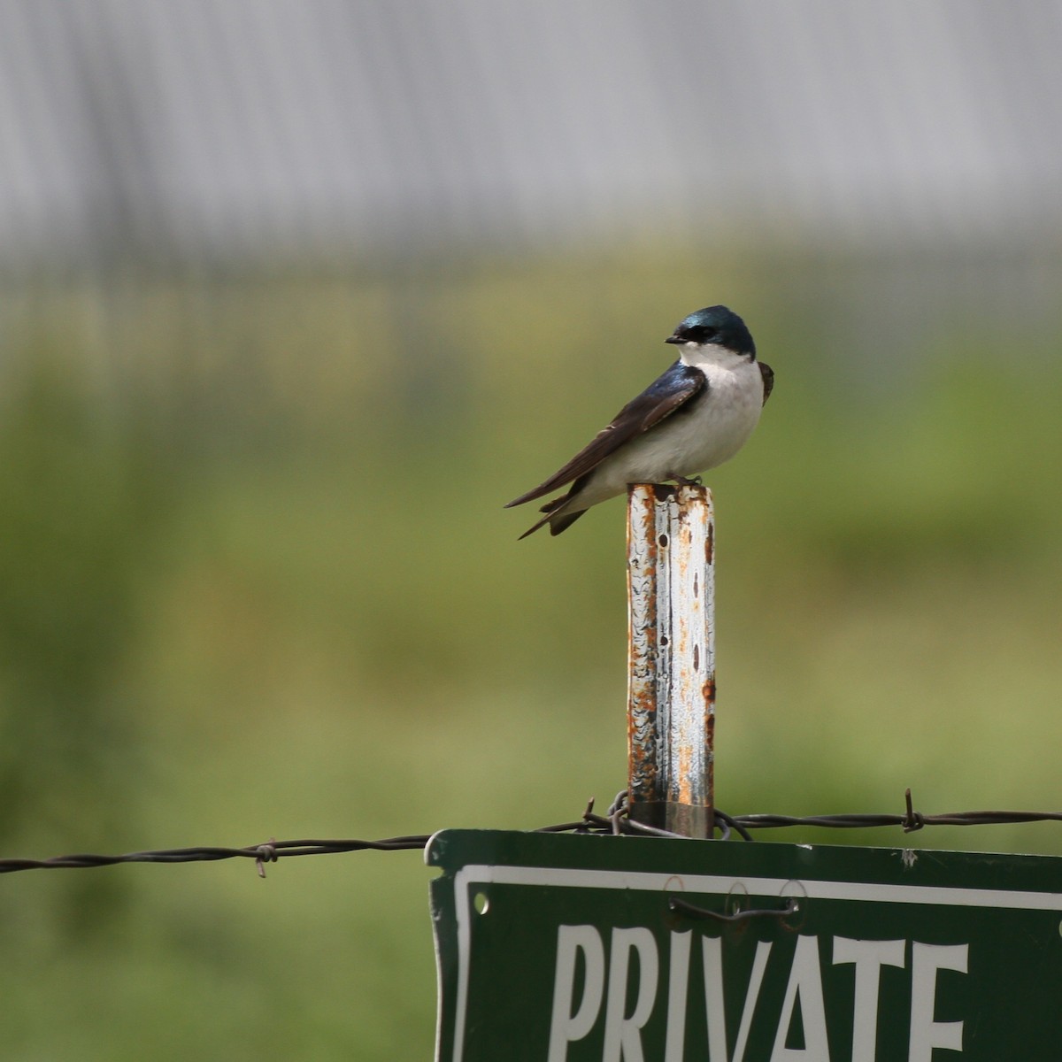 Tree Swallow - ML637879892