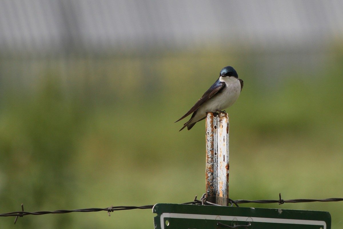 Tree Swallow - ML637879893