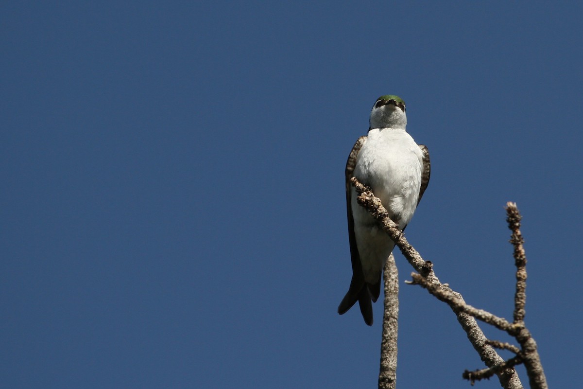 Violet-green Swallow - ML637879896