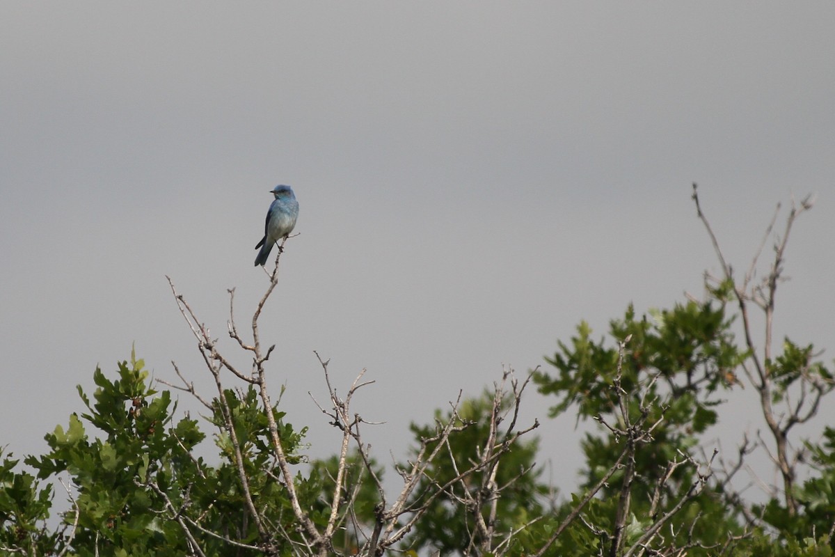 Mountain Bluebird - ML637879907