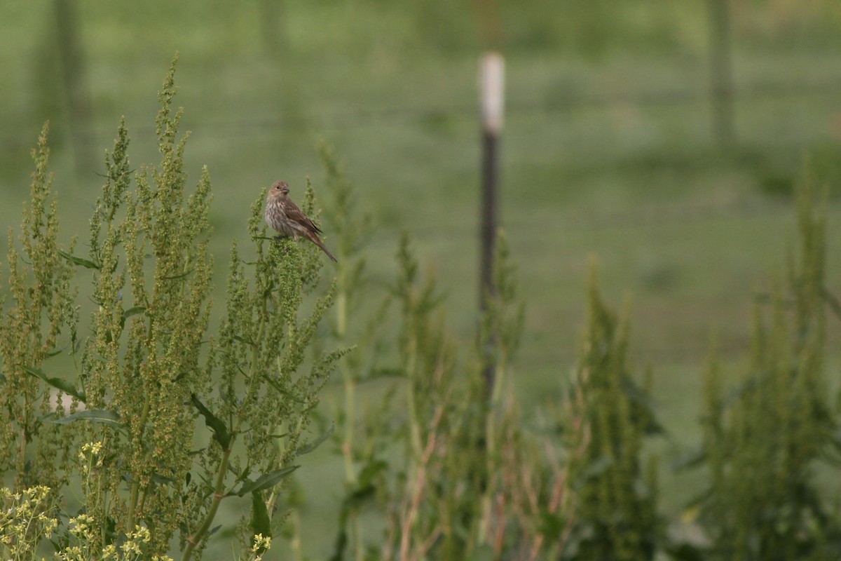 House Finch - ML637879926