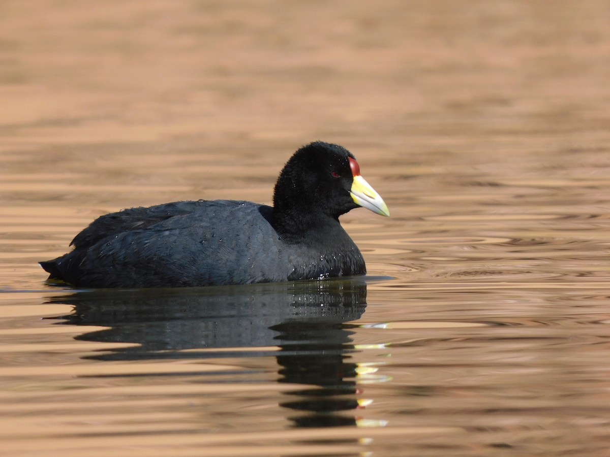 Slate-colored Coot - ML637879961