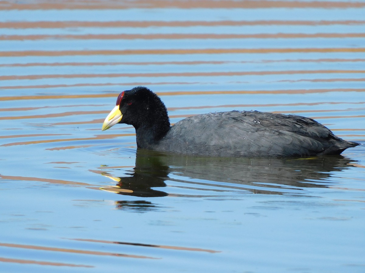 Slate-colored Coot - ML637879966