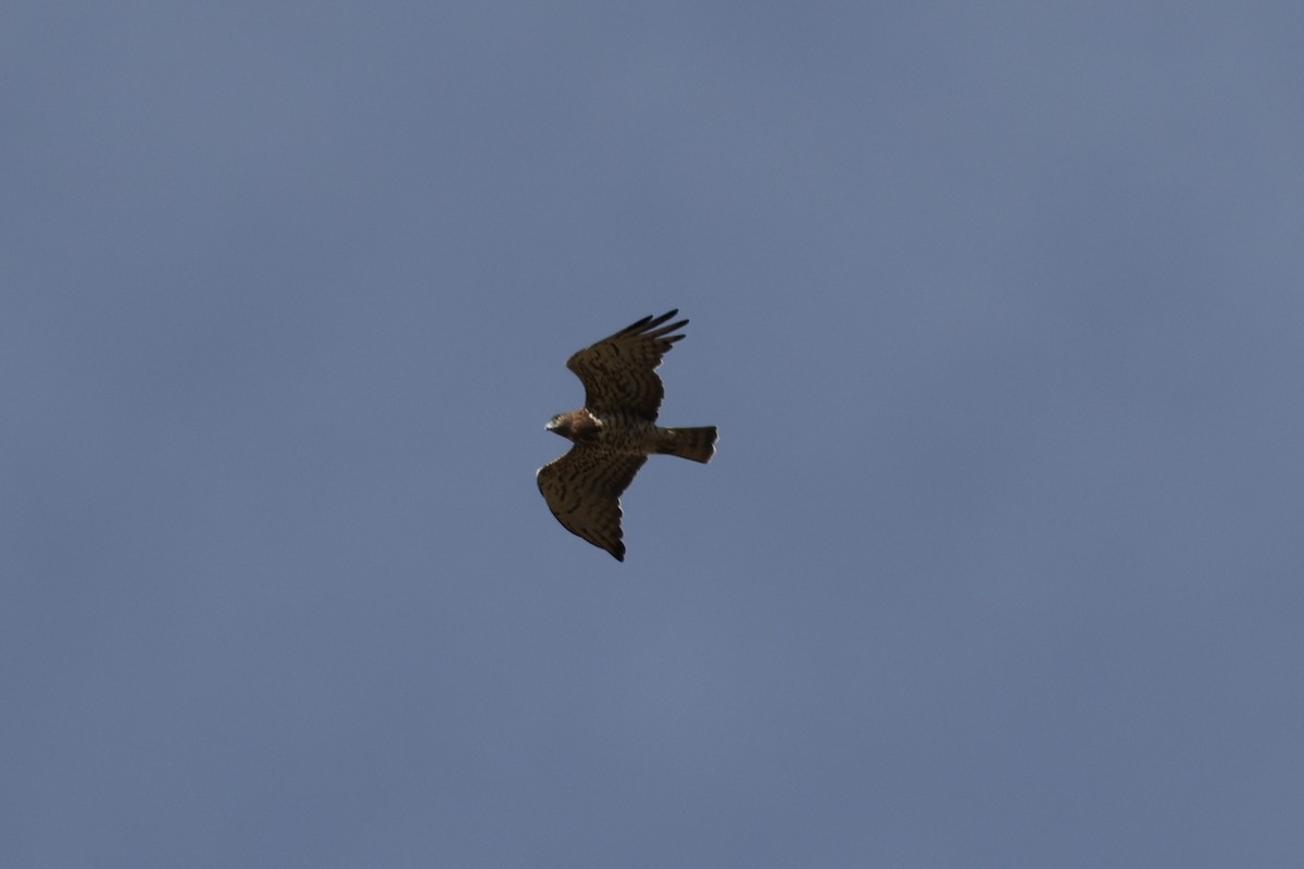 Short-toed Snake-Eagle - ML637879995