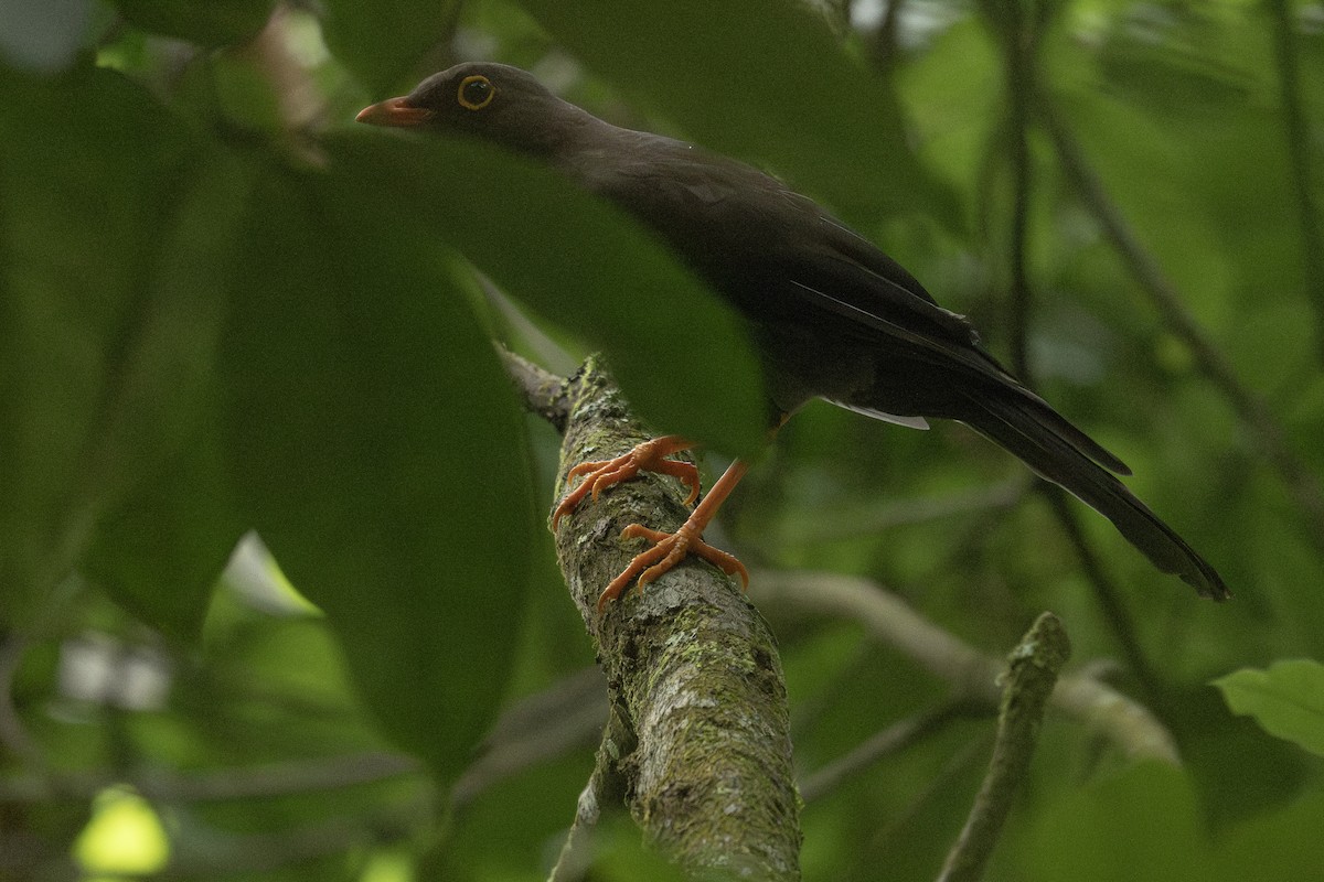 Great Thrush - ML637880033