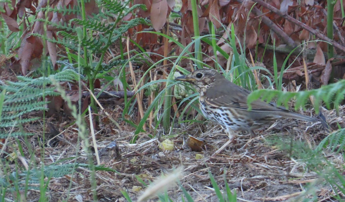 Song Thrush - ML637880047