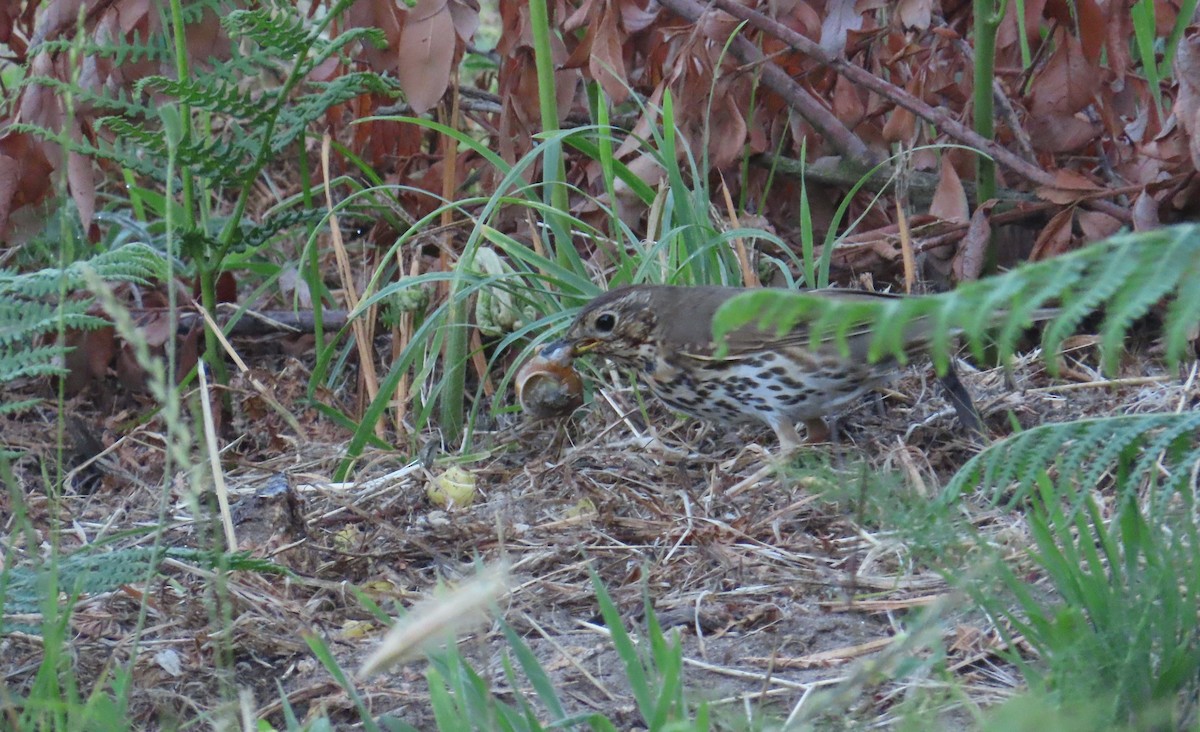 Song Thrush - ML637880048