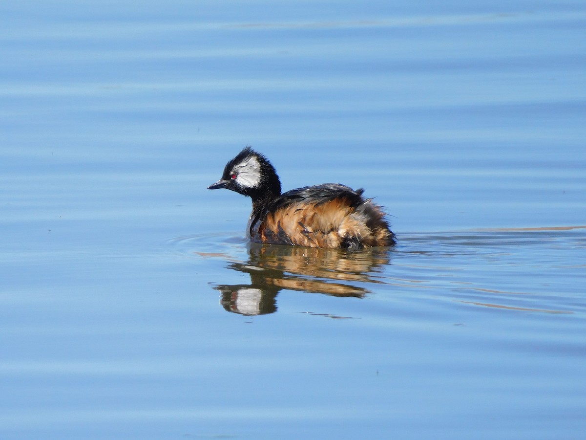 White-tufted Grebe - ML637880070