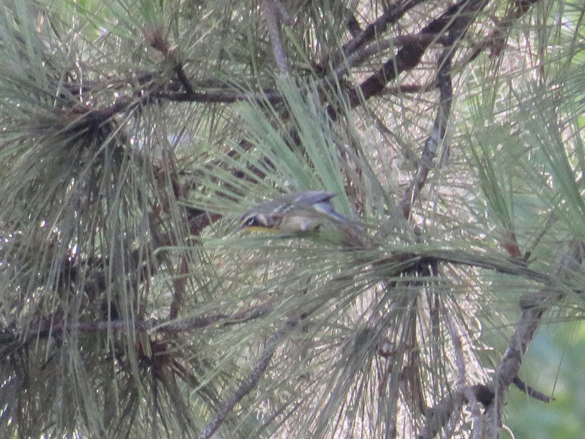 Yellow-throated Warbler - ML637880081