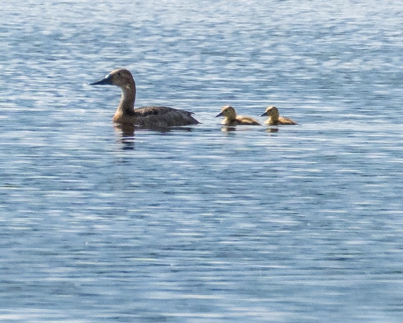Canvasback - ML637880102