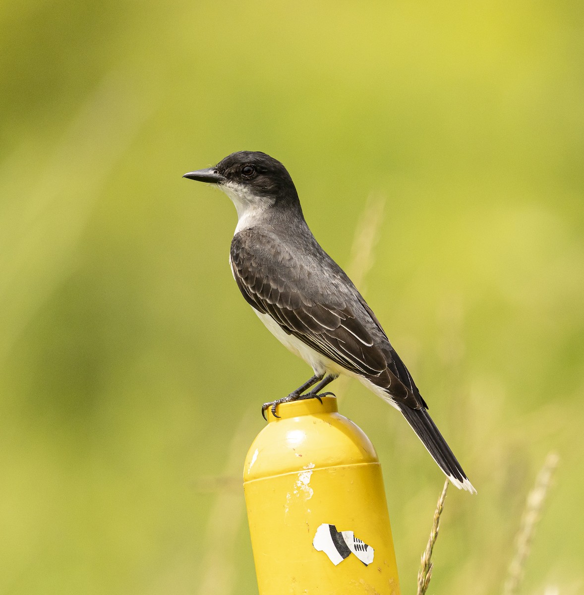 Eastern Kingbird - ML637880128