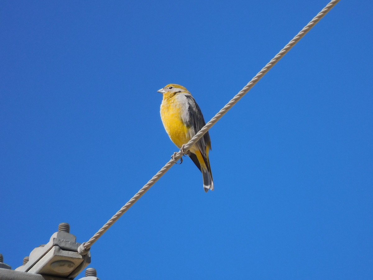 Bright-rumped Yellow-Finch - ML637880130