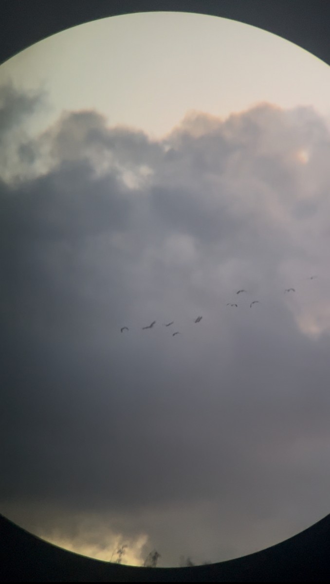 American White Pelican - ML637880148