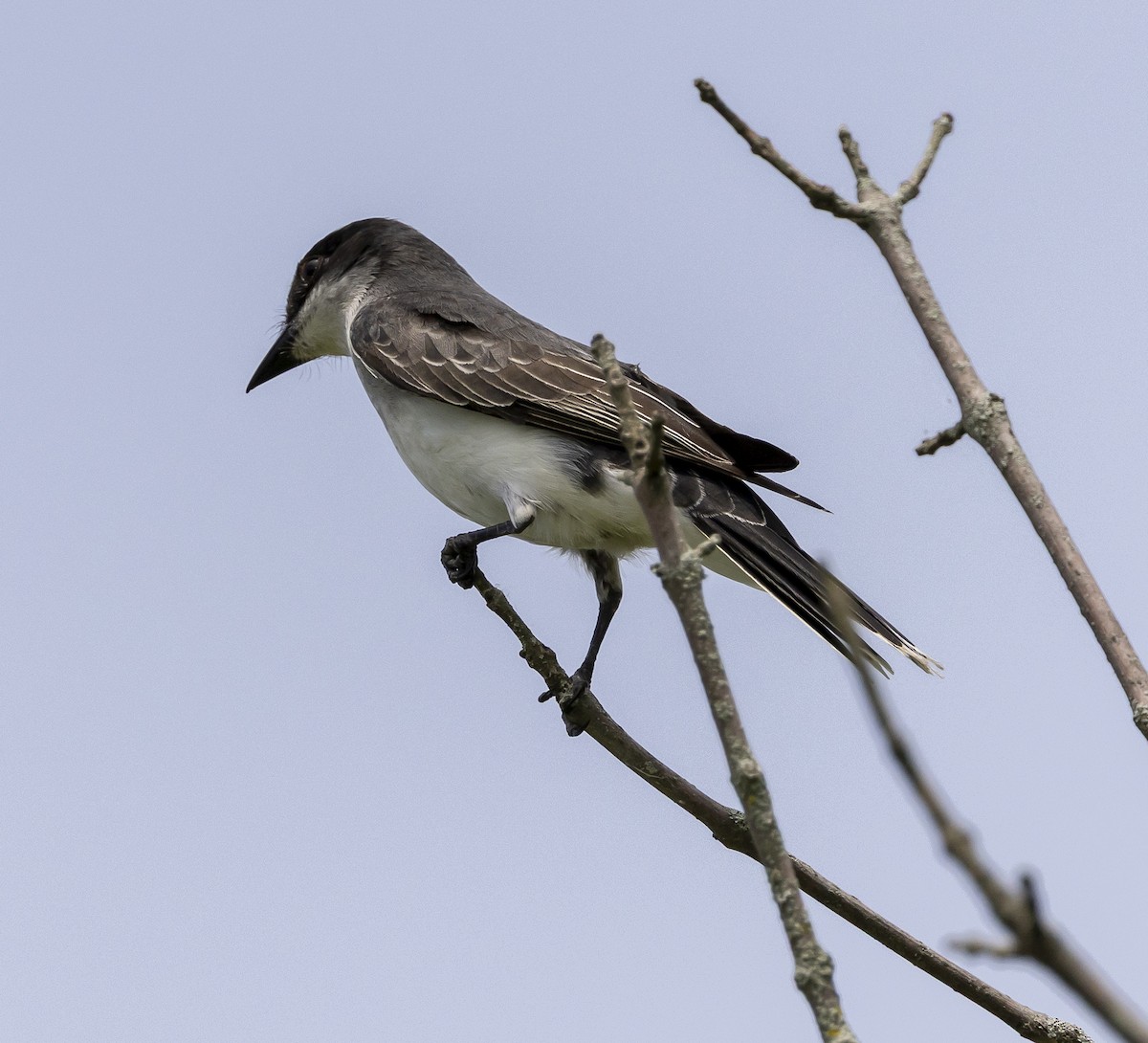 Eastern Kingbird - ML637880153