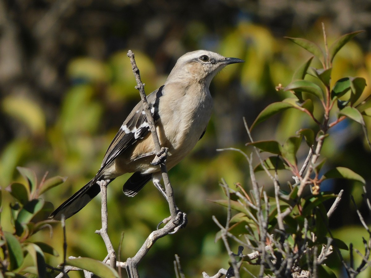 Patagonian Mockingbird - ML637880156