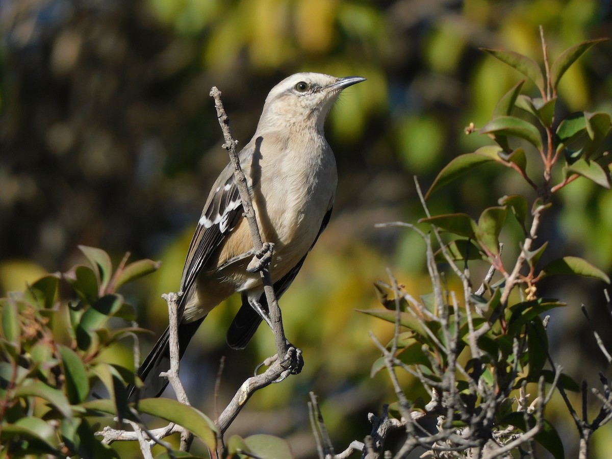 Patagonian Mockingbird - ML637880157