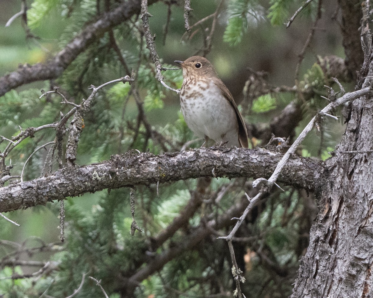 Swainson's Thrush - ML637880174