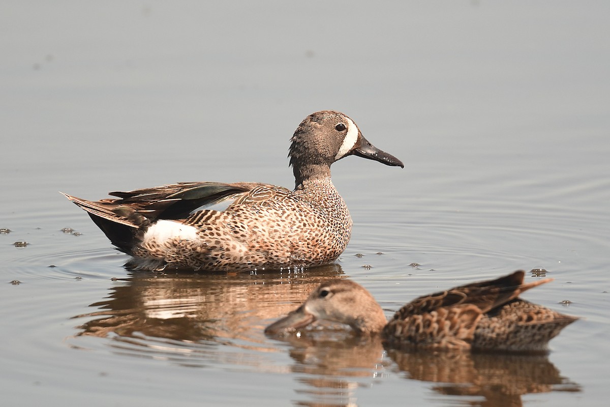 Blue-winged Teal - ML637880189