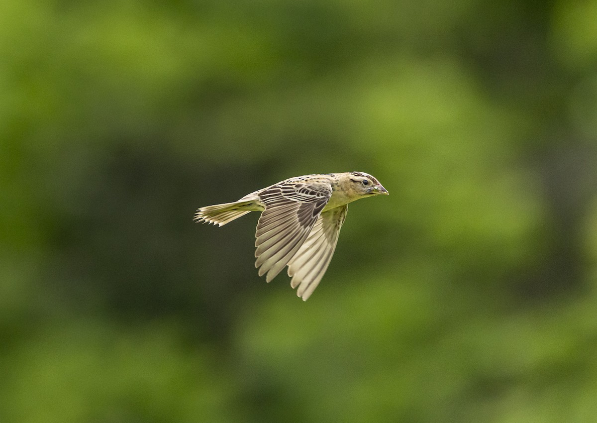 Bobolink - ML637880202