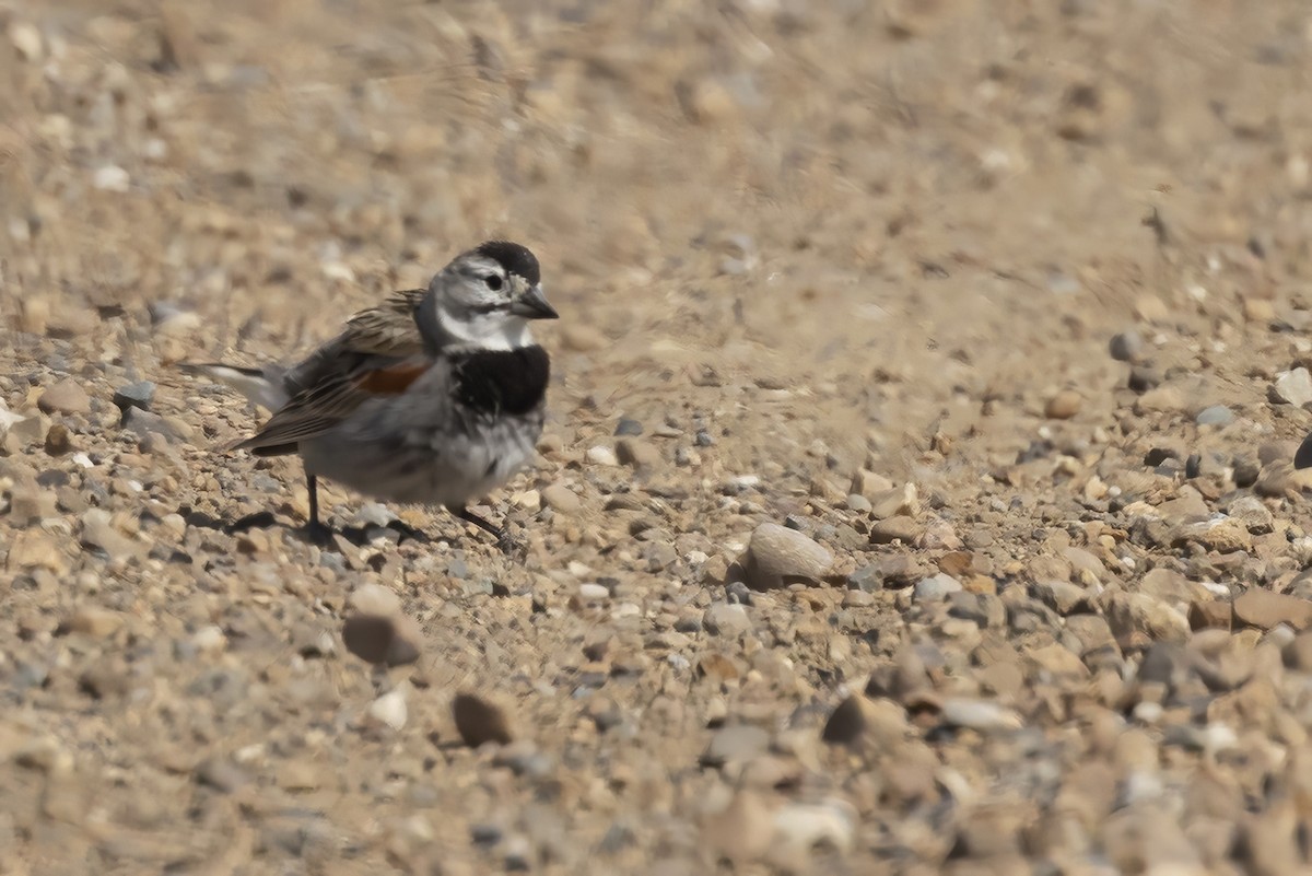 Thick-billed Longspur - ML637880219