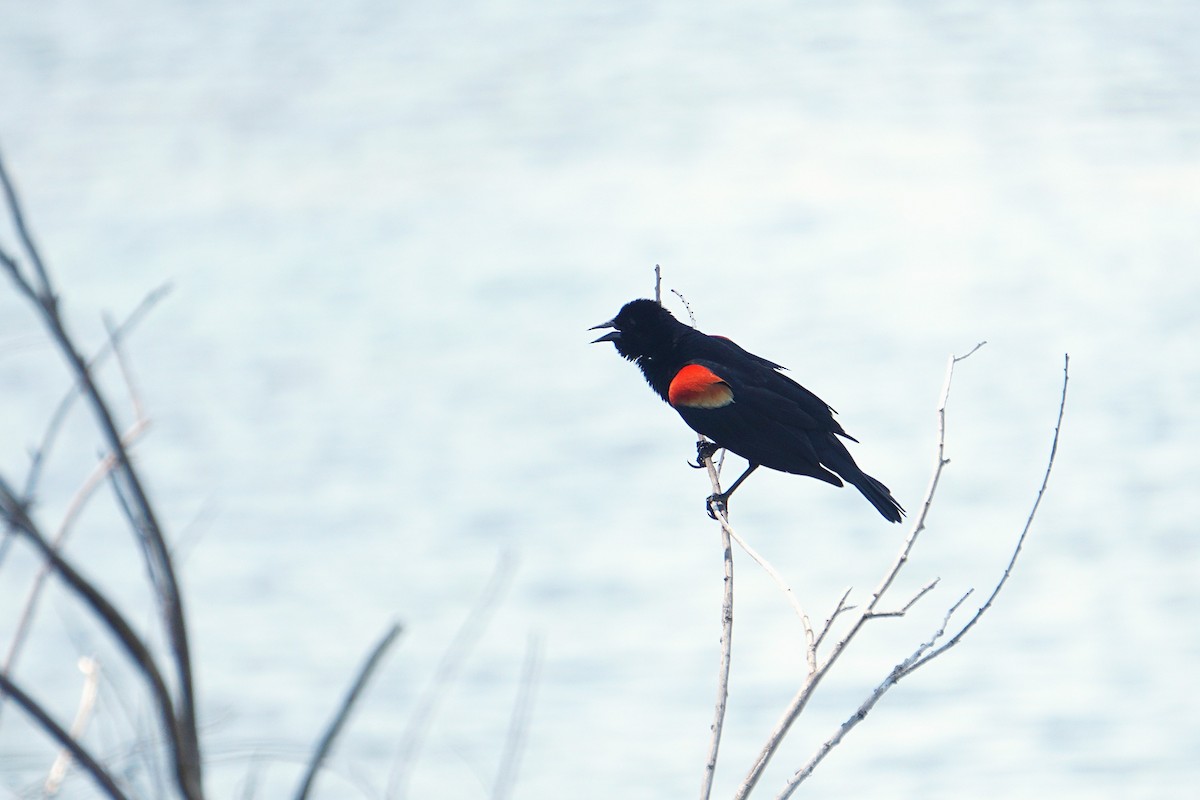 Red-winged Blackbird - ML637880223